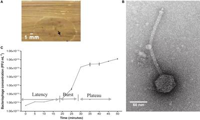 Lytic Bacteriophage EFA1 Modulates HCT116 Colon Cancer Cell Growth and Upregulates ROS Production in an Enterococcus faecalis Co-culture System